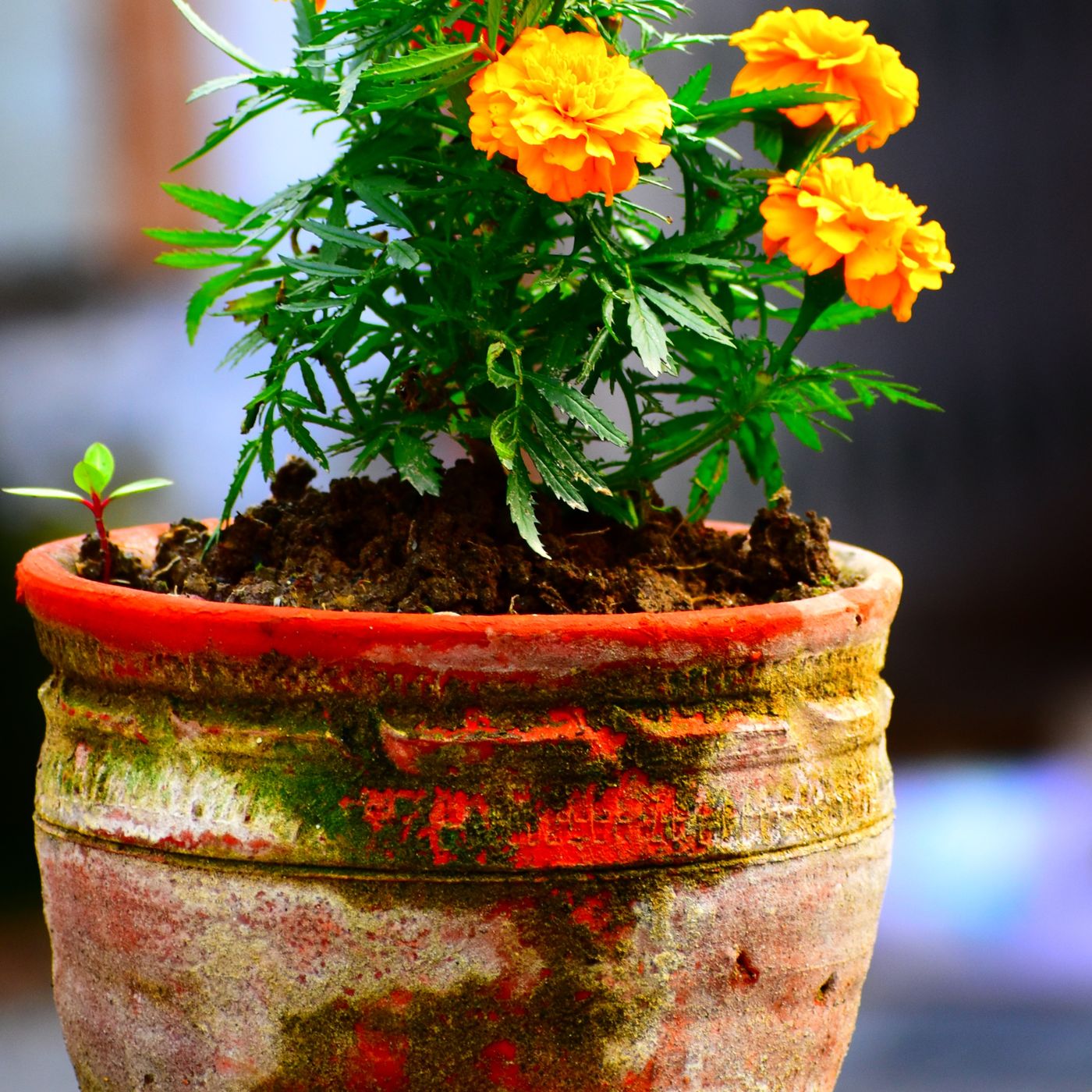 A rustic terracotta pot outdoors with yellow marigolds in flower.
