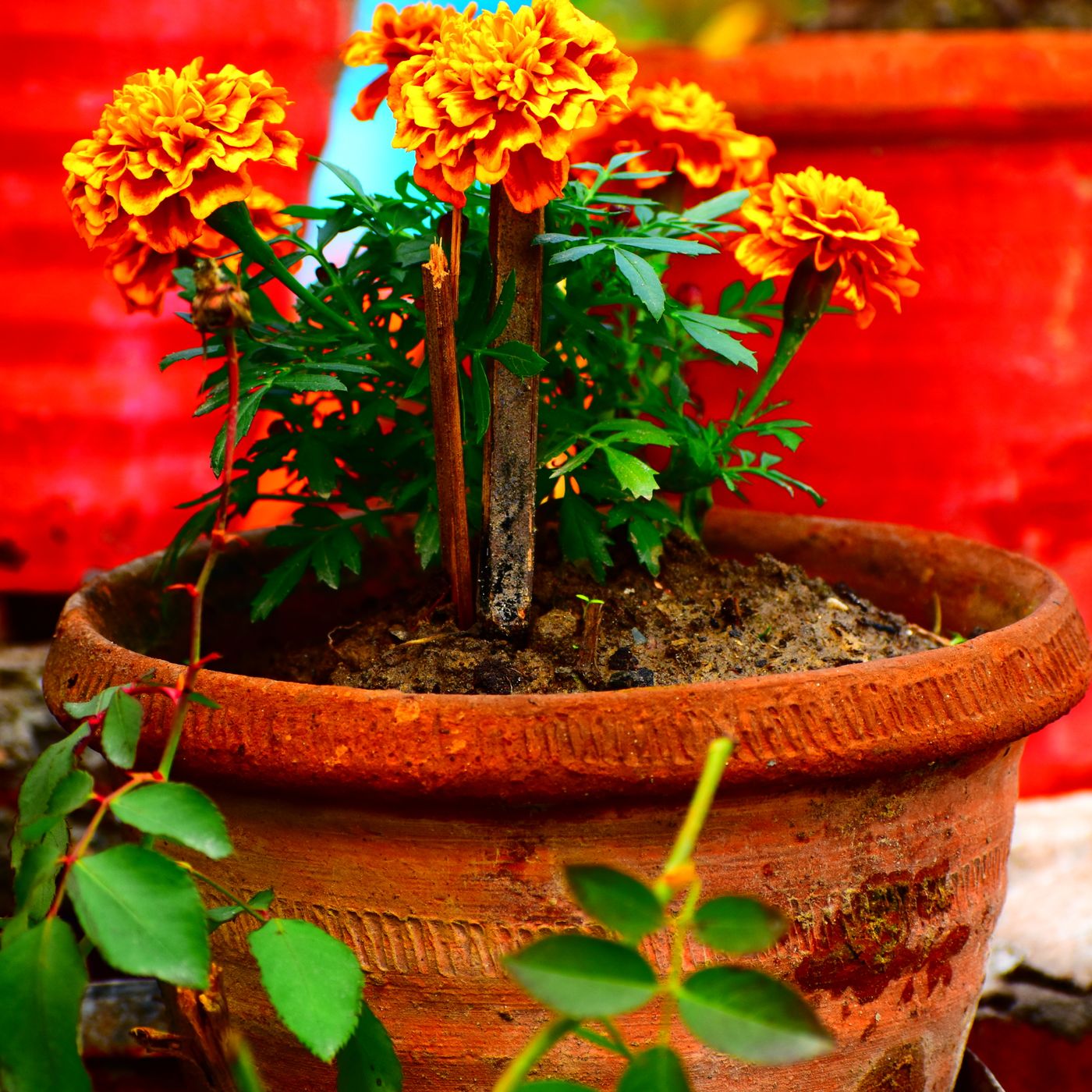 A clay pot of orange marigolds photographed against a colourful backdrop.