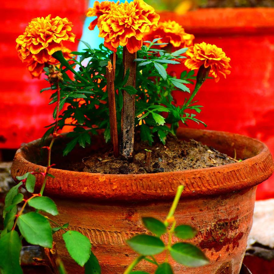 A clay pot of orange marigolds photographed against a colourful backdrop.