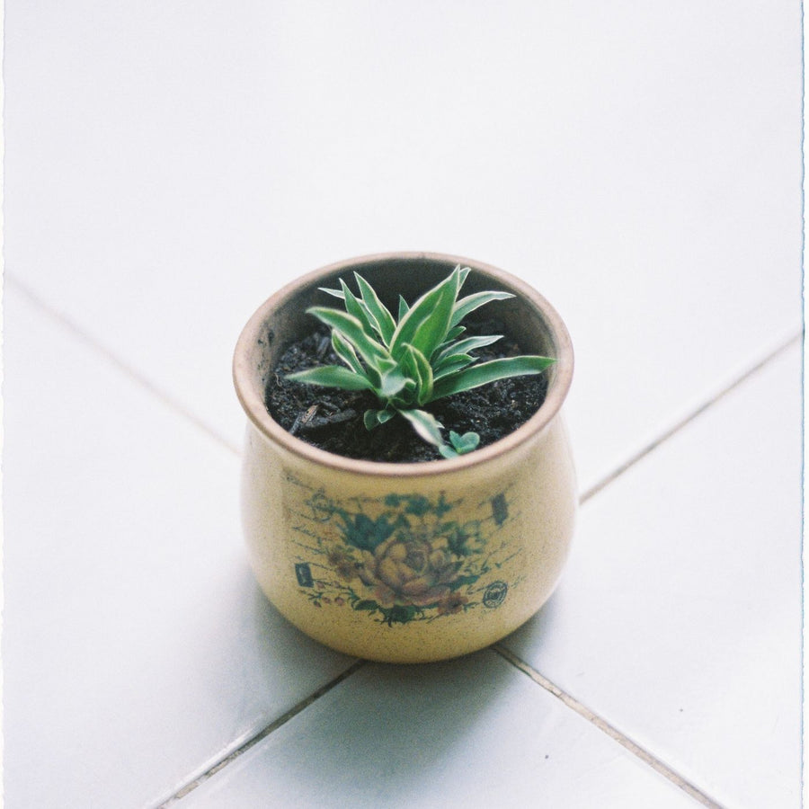 A decorated pot on a tiled floor with a green plant growing in it.
