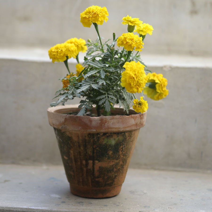 A rustic clay pot standing on outdoor stairs with yellow marigolds growing in it.