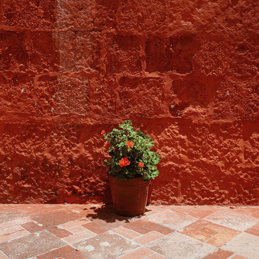 A plant pot photographed in daylight against a textured red wall.