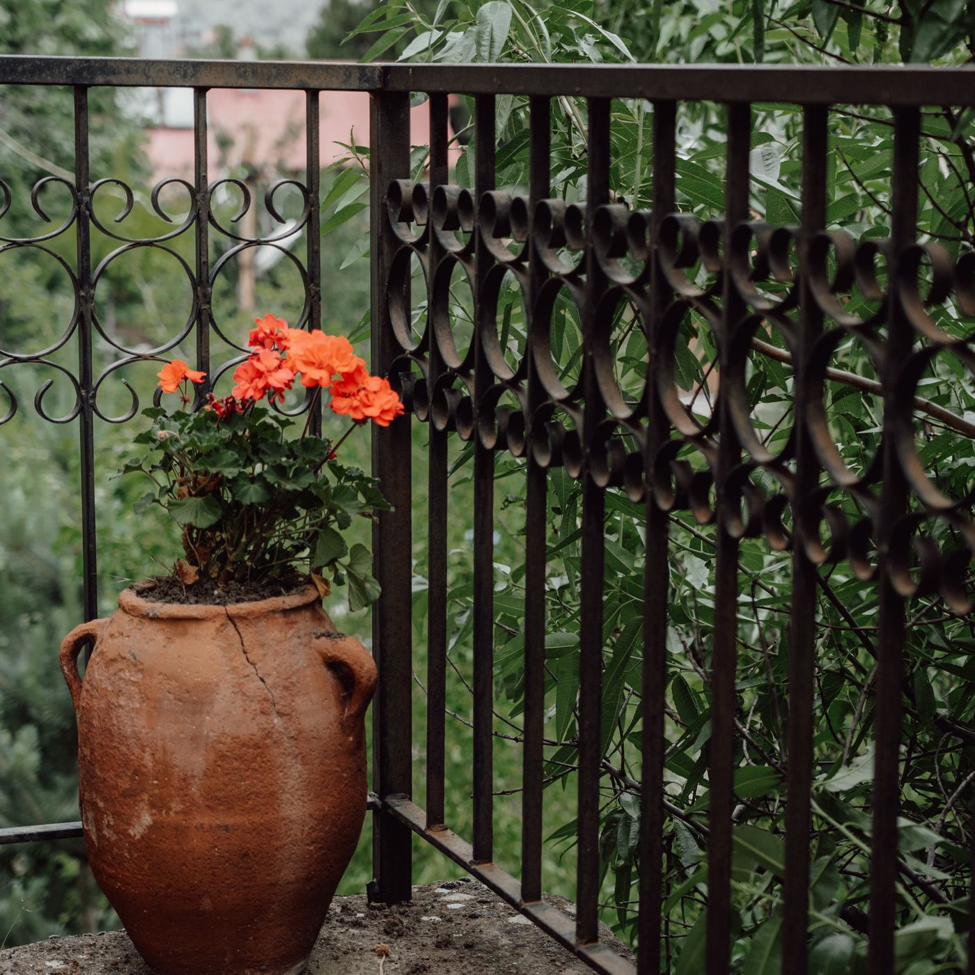 A rustic terracotta pot on a balcony surrounded by greenery, planted with geraniums.