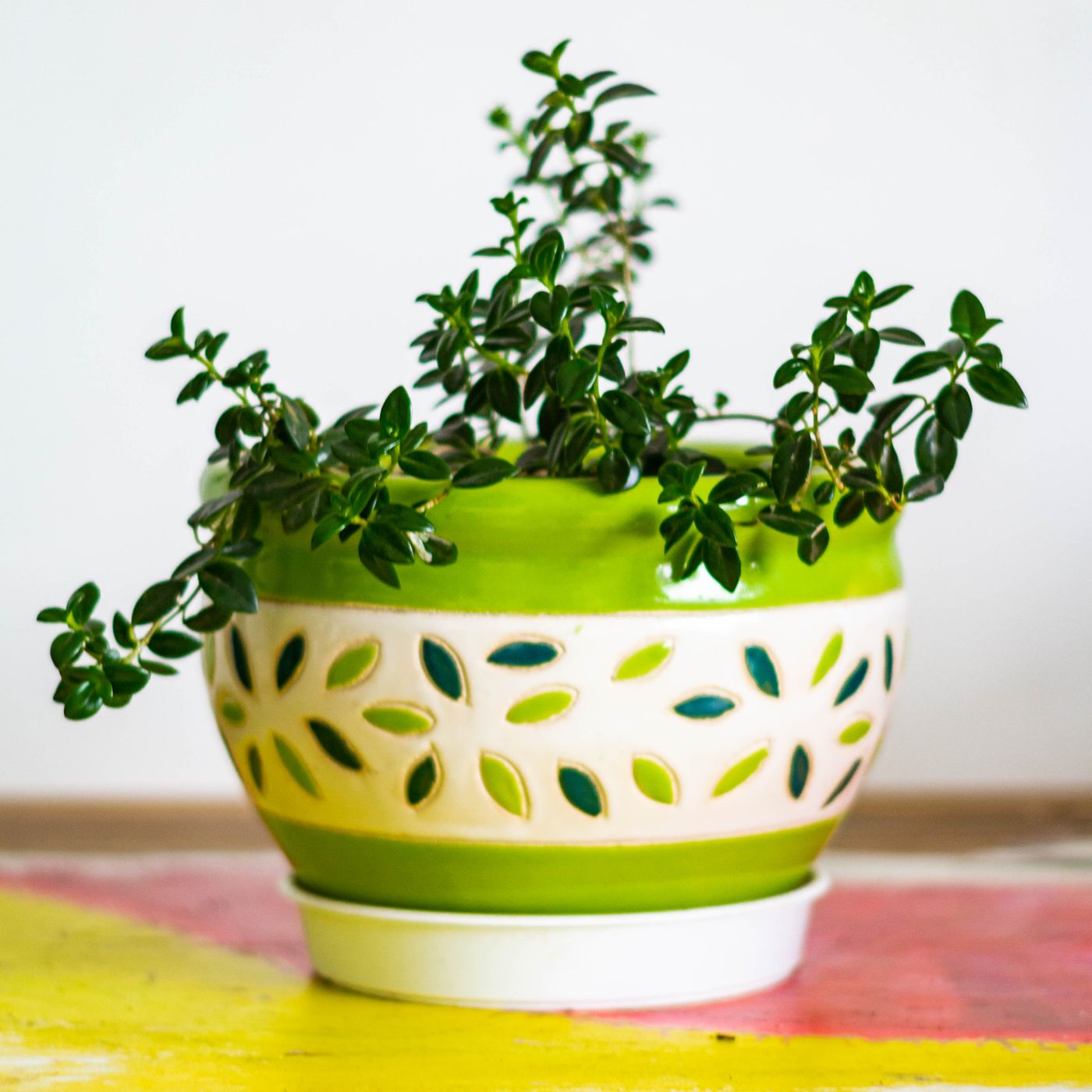 A decorative ceramic pot holding a houseplant.