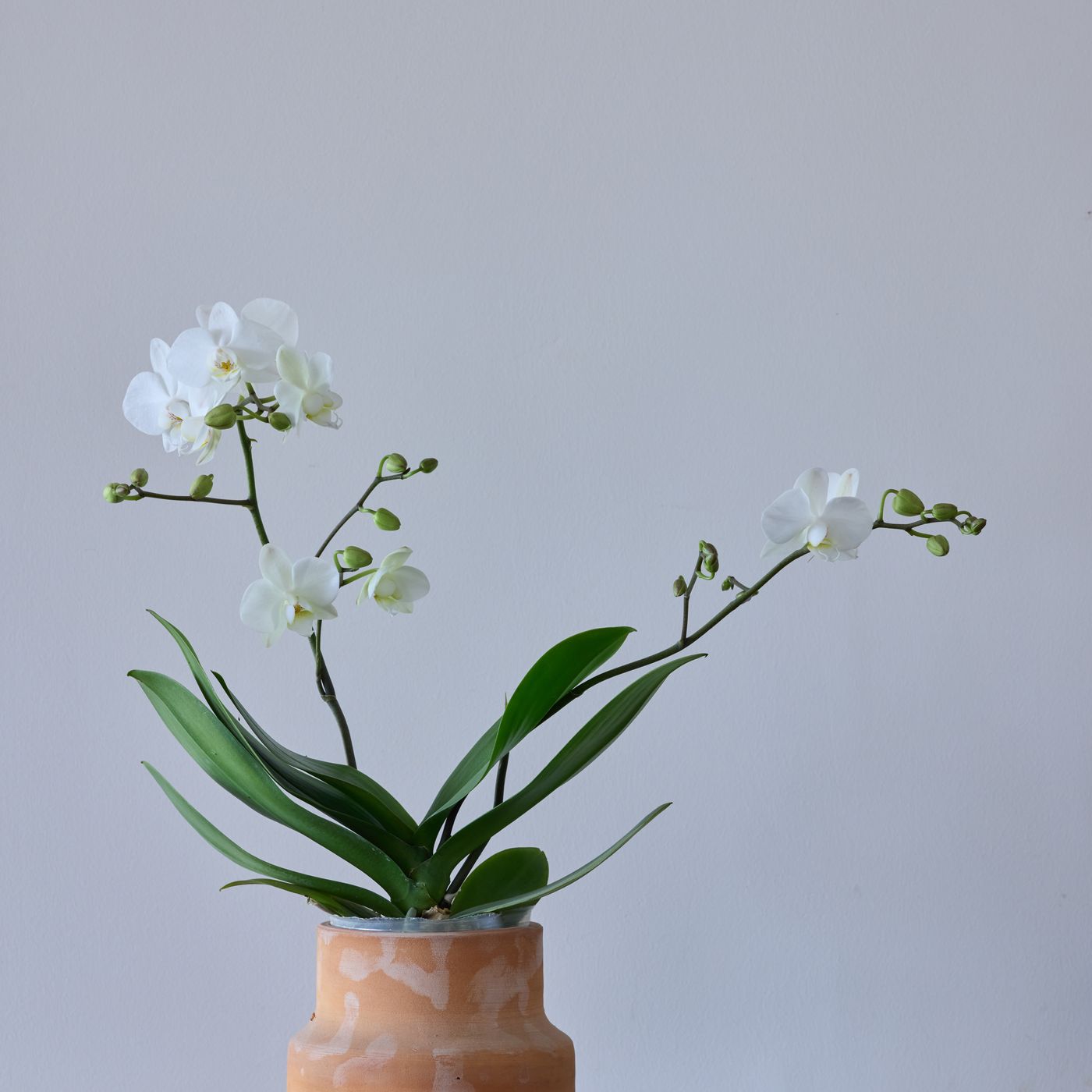 A terracotta pot photographed against a neutral backdrop holding a white moth orchid.