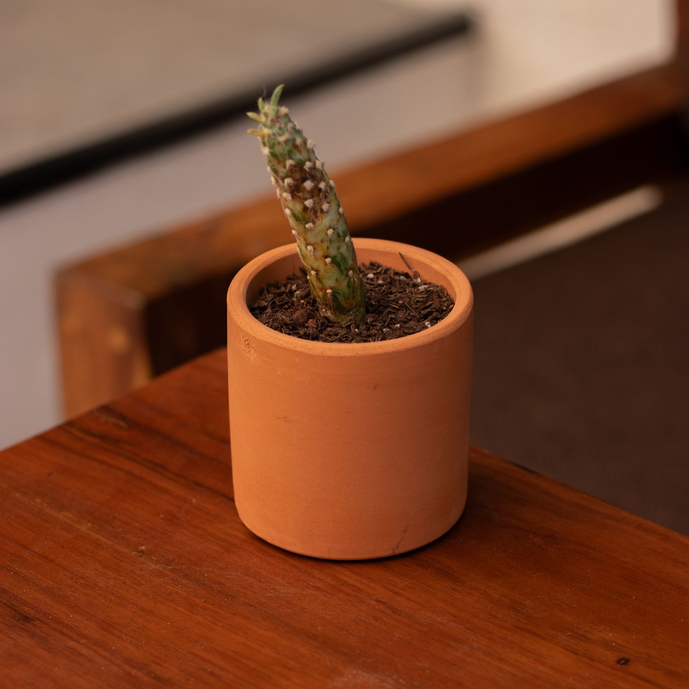 A small terracotta pot on a wooden table holding a cactus.