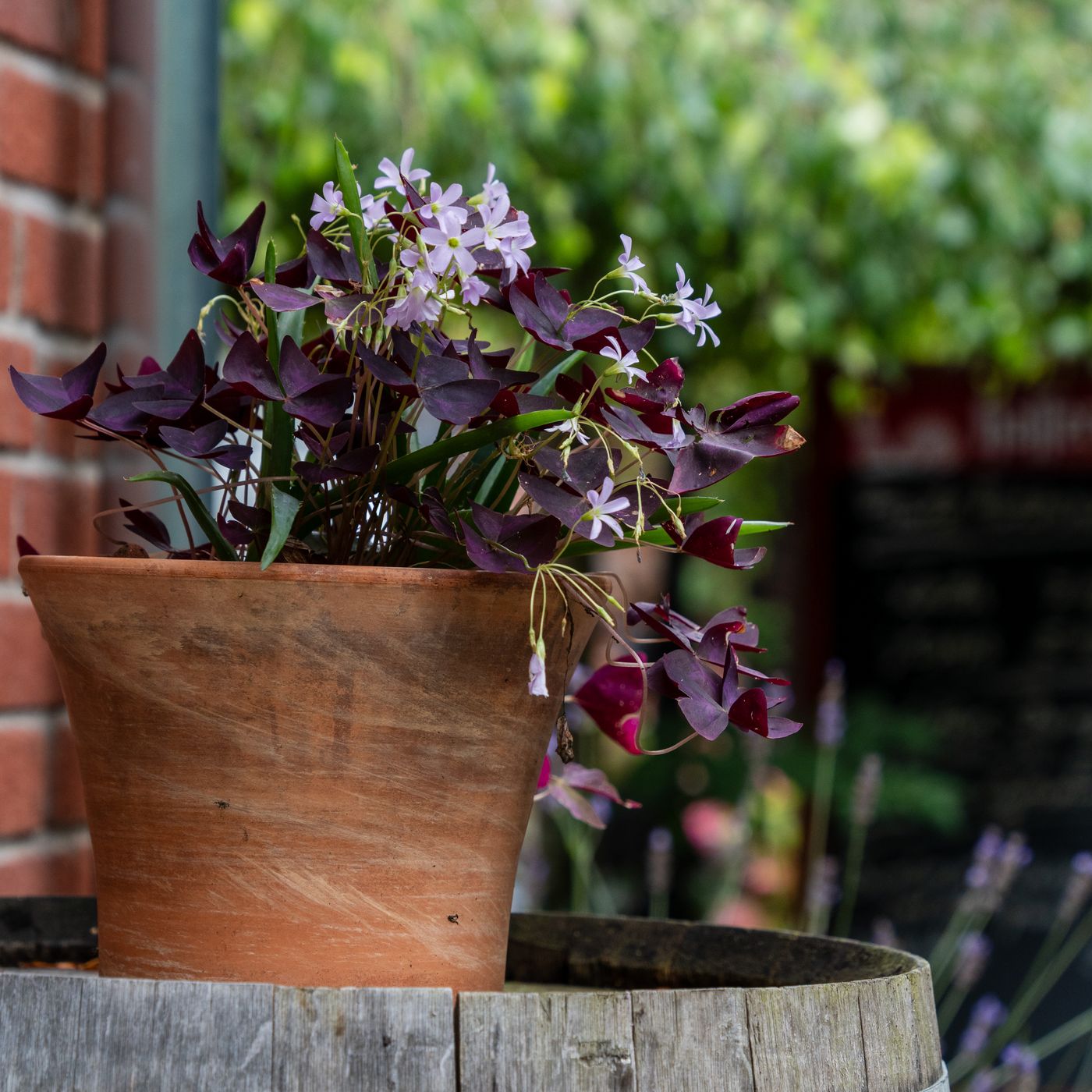 A pot on a rustic wine barrel against a brick wall, holding an oxalis with purple leaves.