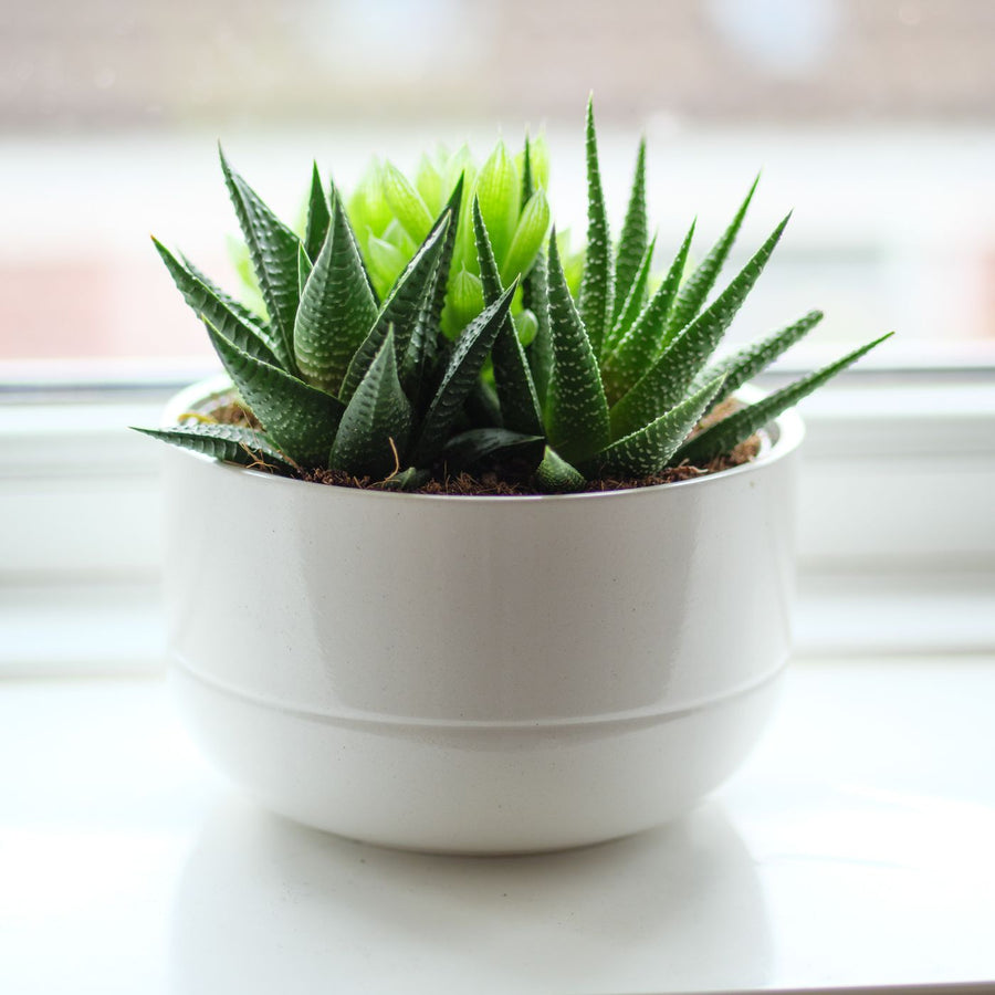A white ceramic pot on a sunlit windowsill holding a green haworthia.