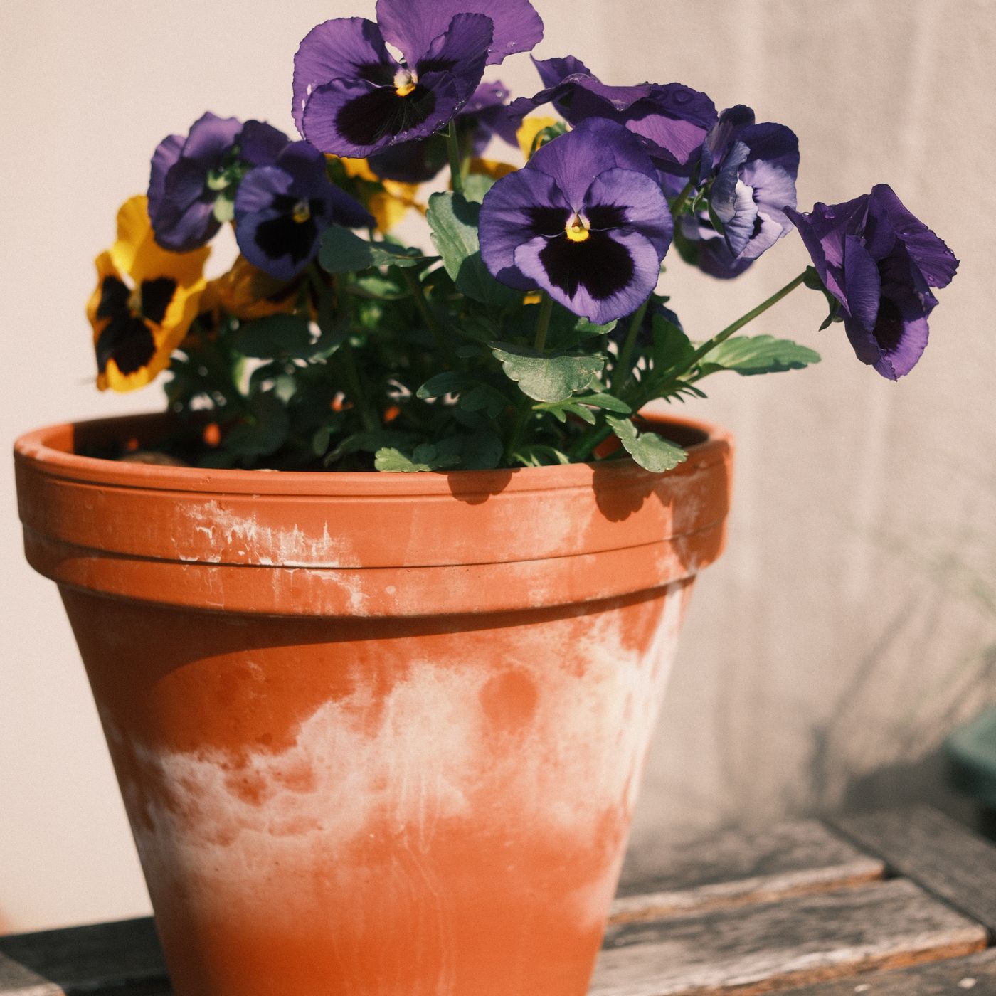 A terracotta pot in full sun, planted with pansies.