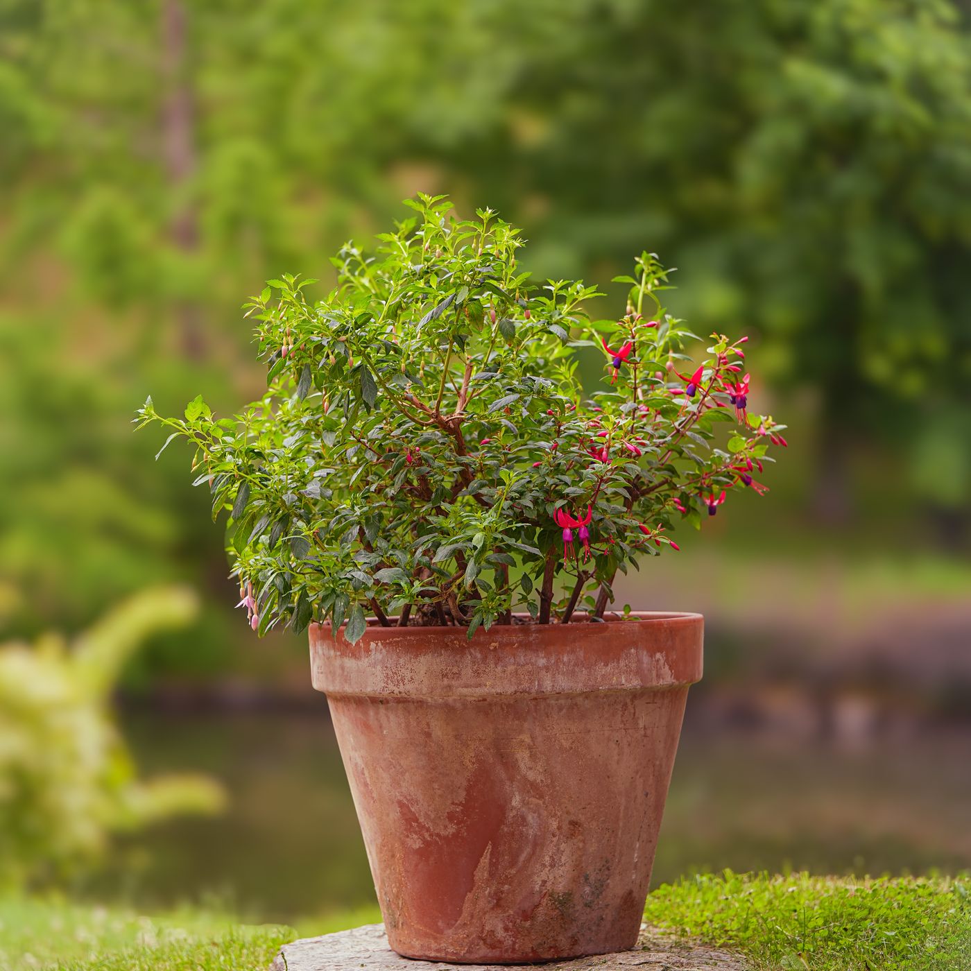 A terracotta pot standing on a stone in a green garden, planted with a fuchsia.