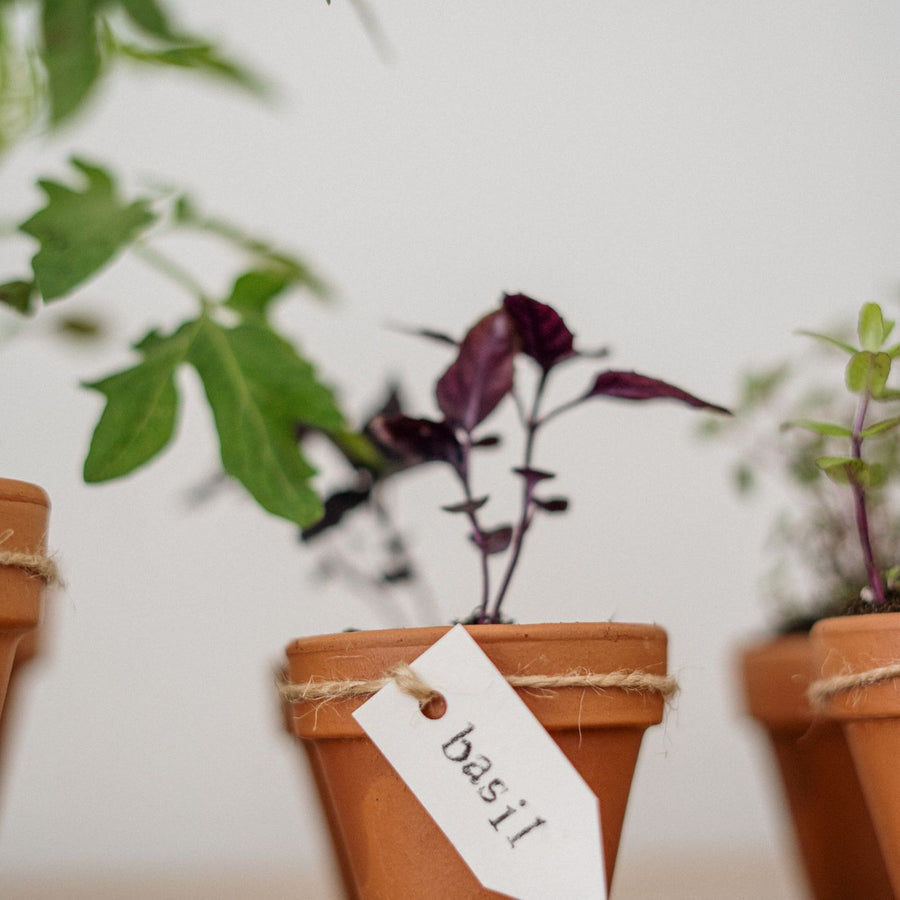 A terracotta herb pot photographed close up with a basil plant and a handmade label.