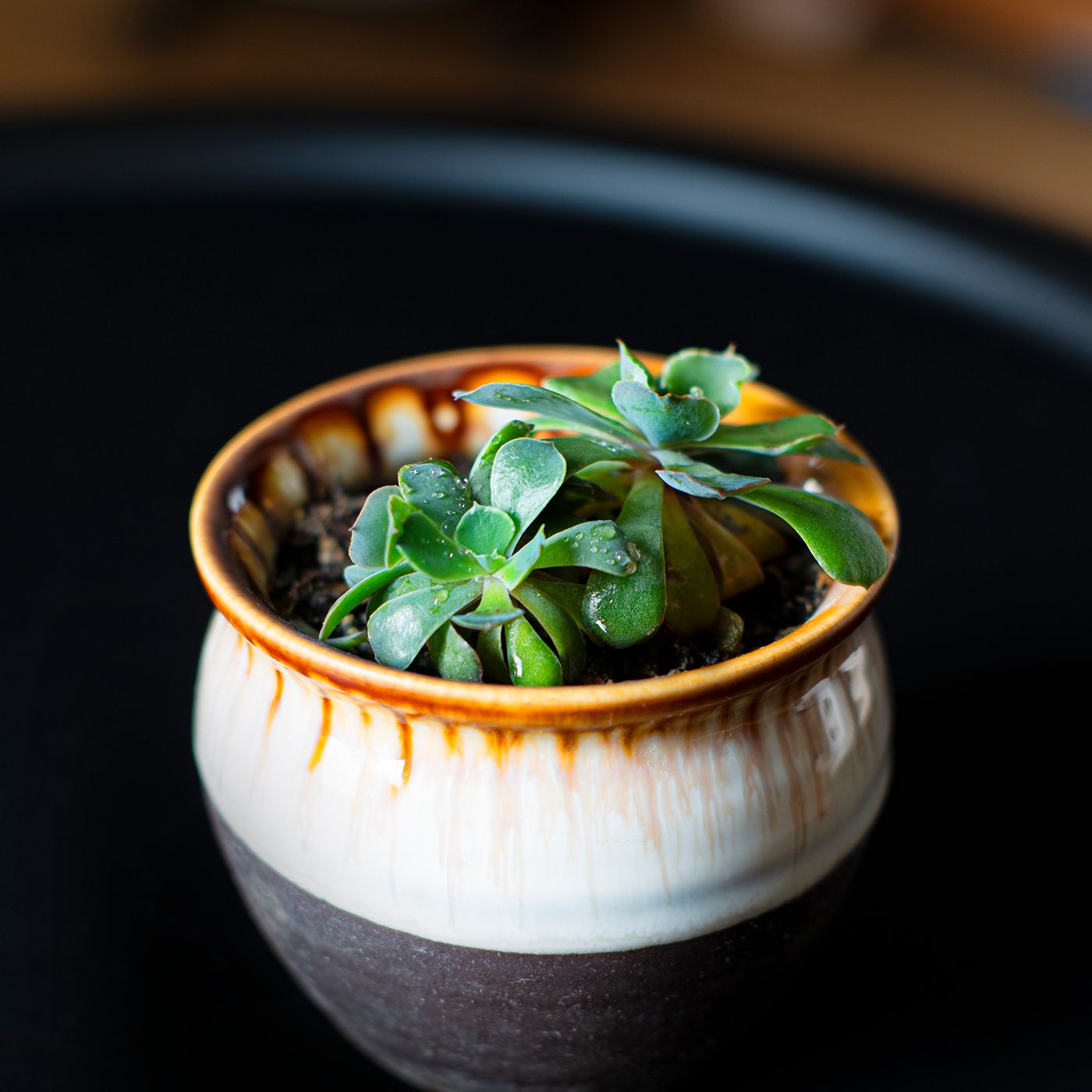 A decorative ceramic pot in natural light with a succulent planted in it.
