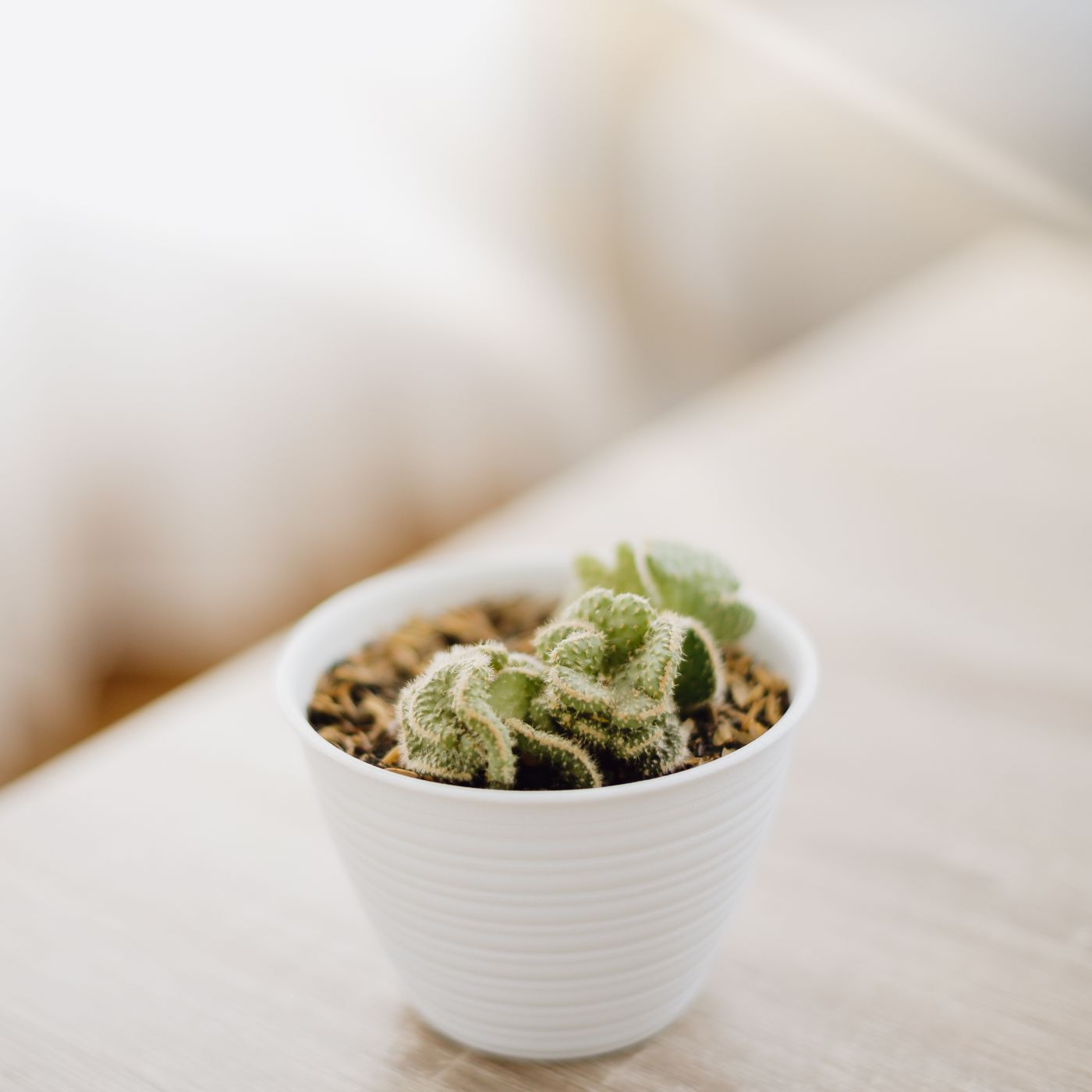 A small white pot on a wooden table with a succulent in it.