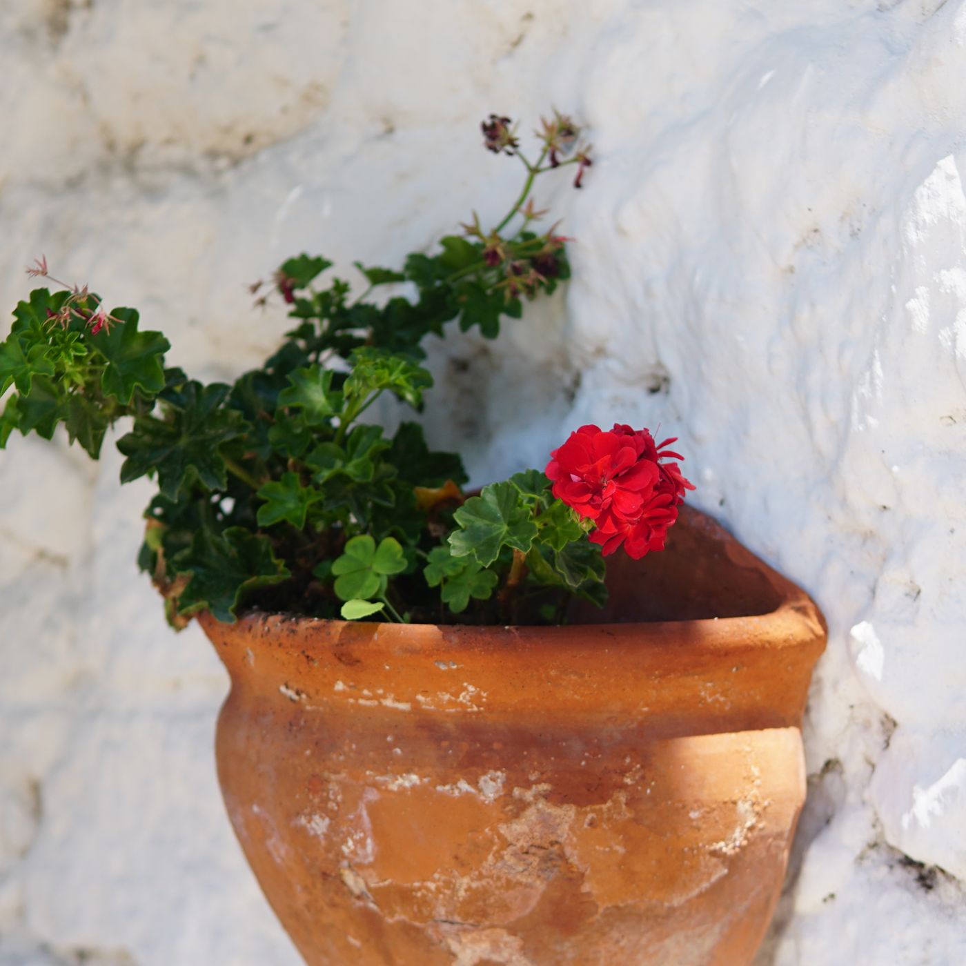 A clay pot of red geraniums photographed against a rustic white wall.
